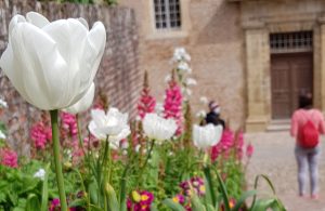 Albi le palais de le Berbie et ses jardins, entrée du palais aux massifs fleuris