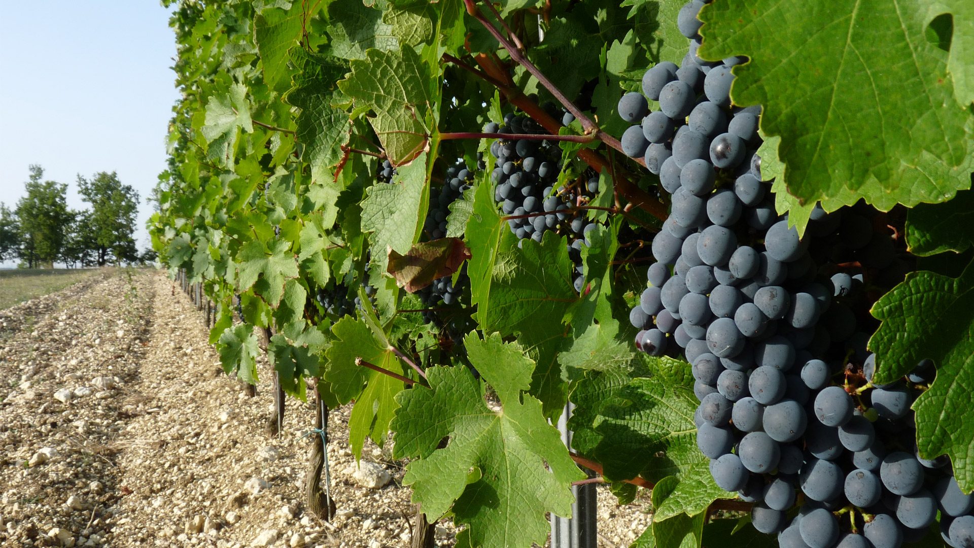 Molt a prop d'Albi, la vinya mil·lenària de Gaillac