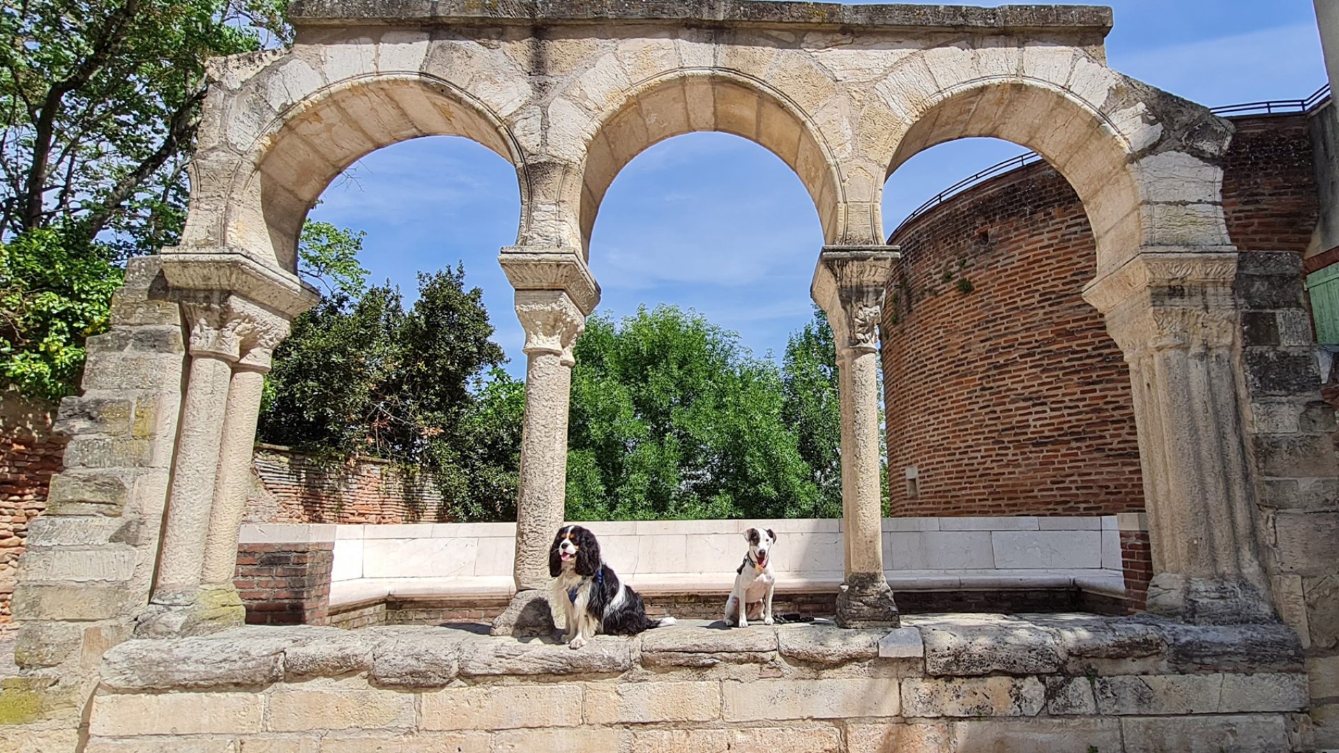 Albi een all-toeristisch welkom, welkom voor honden en hun baasjes in Albi