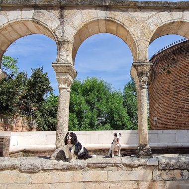 Albi een all-toeristisch welkom, welkom voor honden en hun baasjes in Albi