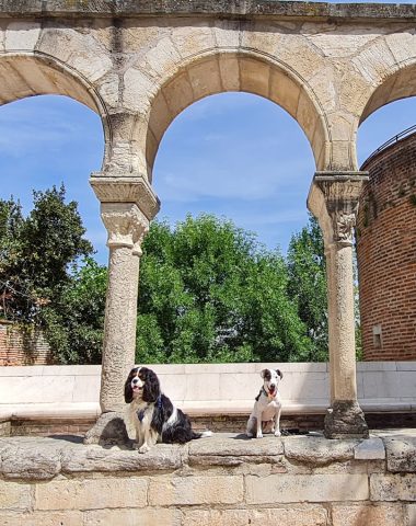 Albi ist ein rein touristischer Empfang, willkommen bei Hunden und ihren Besitzern in Albi