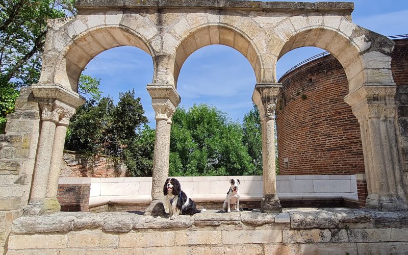 Albi ist ein rein touristischer Empfang, willkommen bei Hunden und ihren Besitzern in Albi